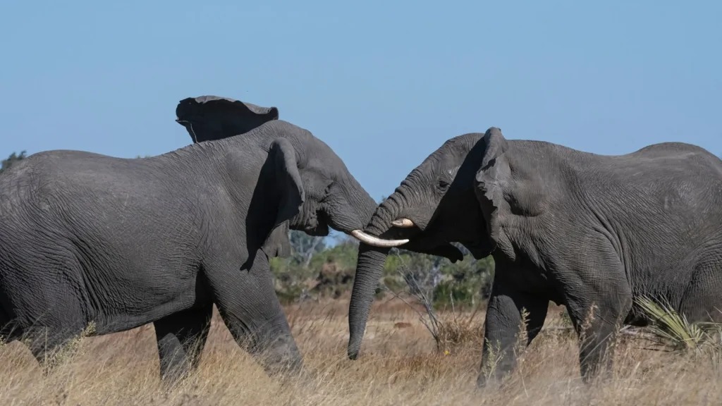 Xigera Safari Lodge